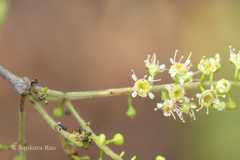 Combretum albidum var. albidum